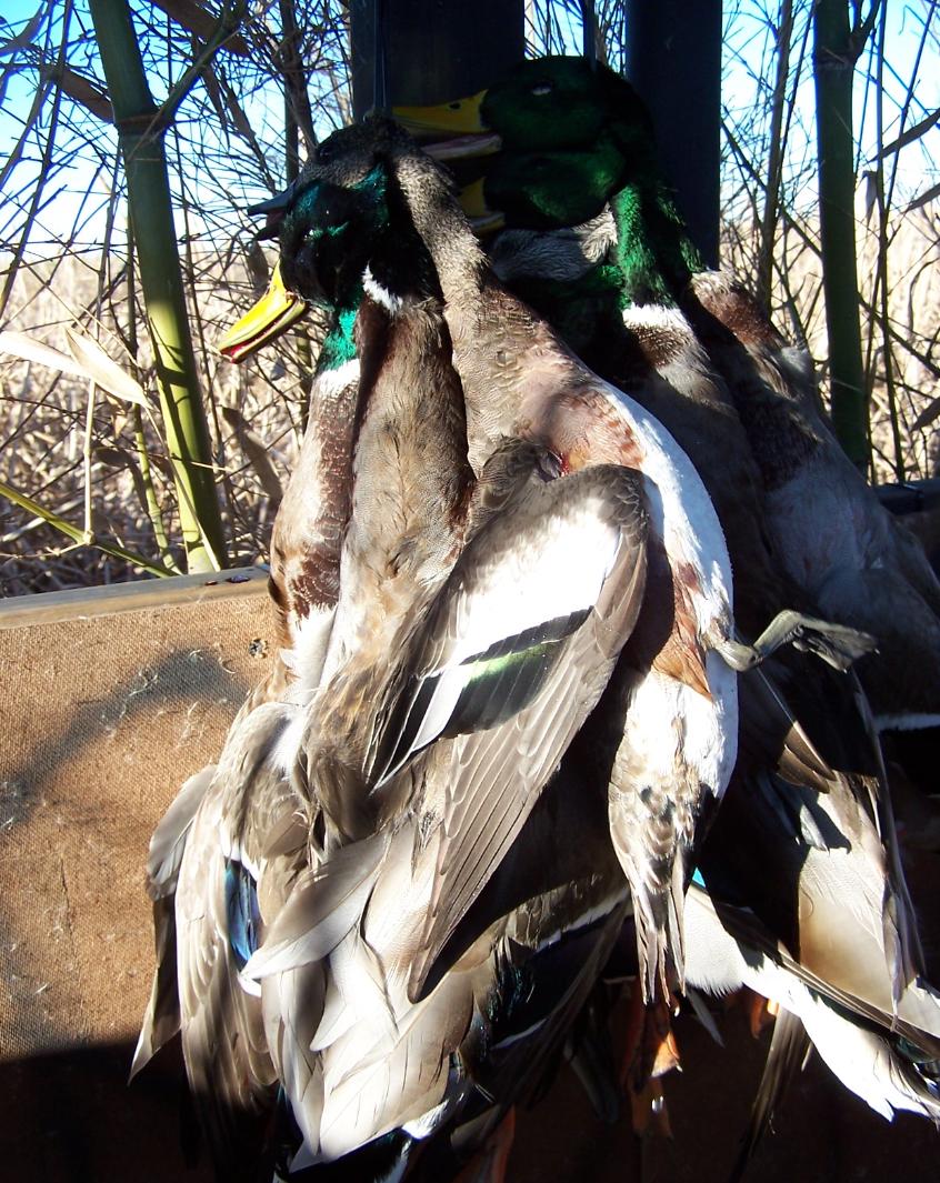 North Texas Duck Hunting|North Texas Duck Hunts|North Texas Guided Duck Hunting