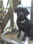 teal and jett on a dog stand