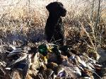 North Texas Duck Hunting|5 Limits Of Mallards