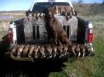 Teddys first hunt with a three man limit in NORTH TEXAS
