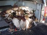 North Texas Duck Hunts Dead Timber hunting/we never mix hunters